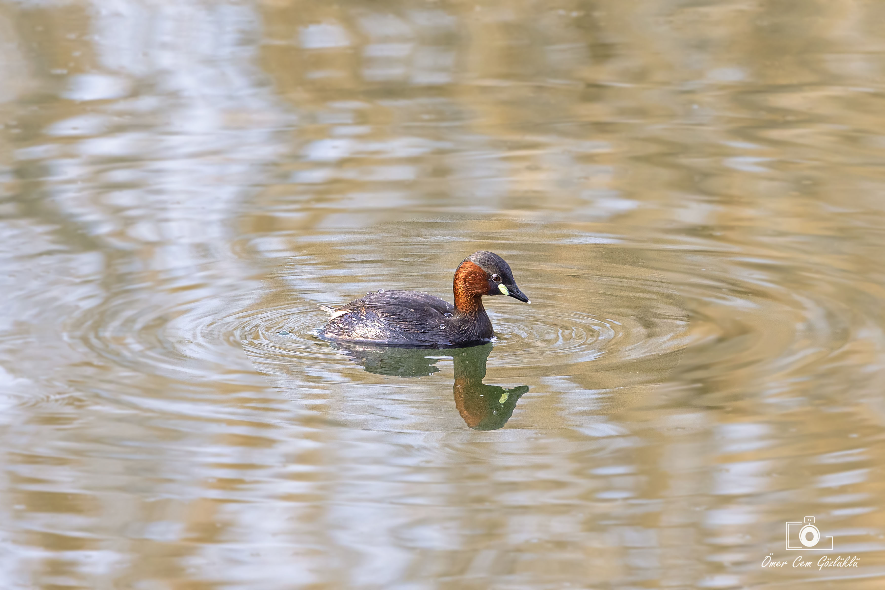Little Grebe